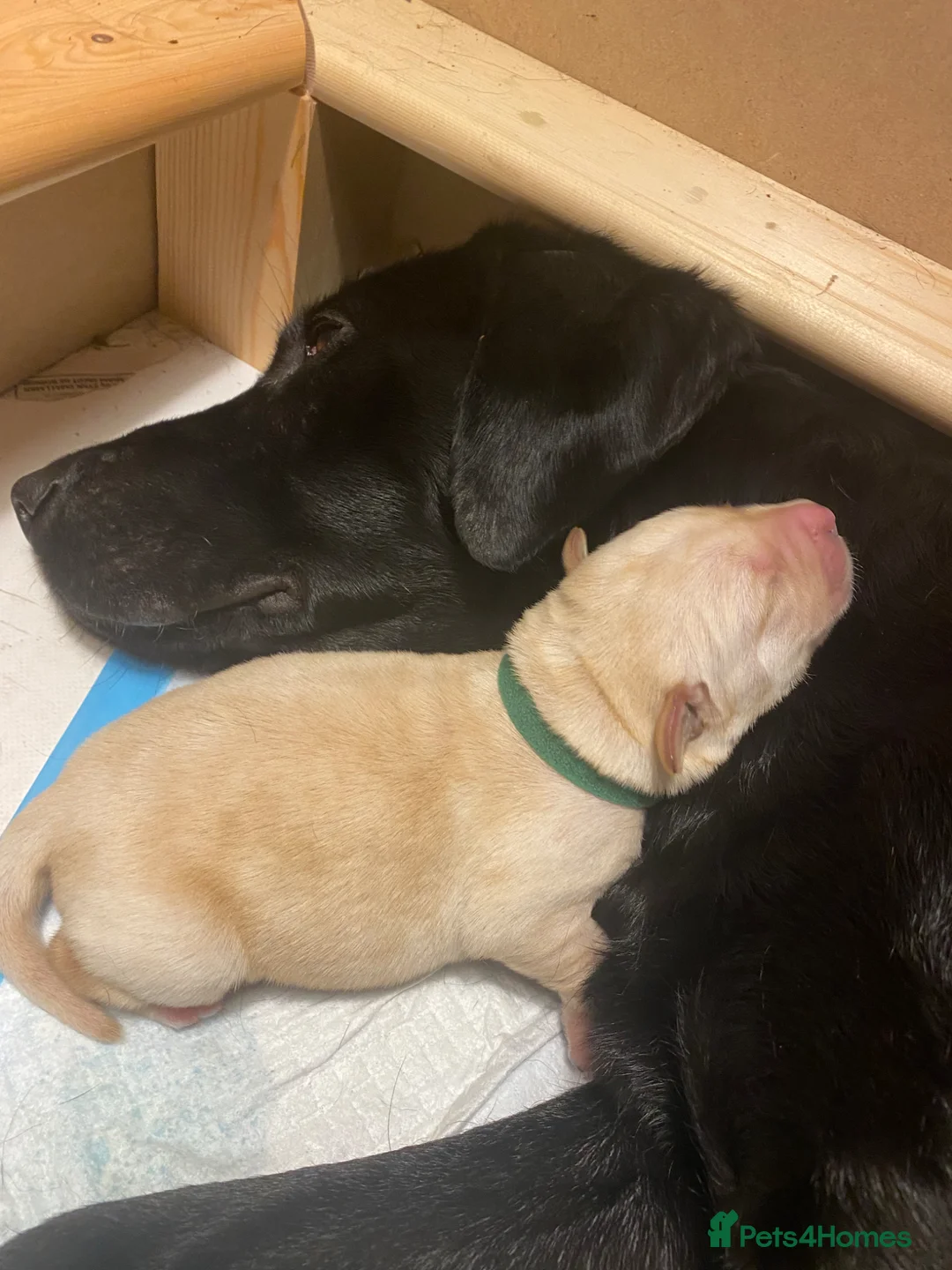 Labrador Retriever dogs for sale: Working Labrador puppy - Advert 6