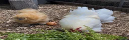 Hens poultry for sale: Silkie & Polish hens looking for new homes - Advert 3