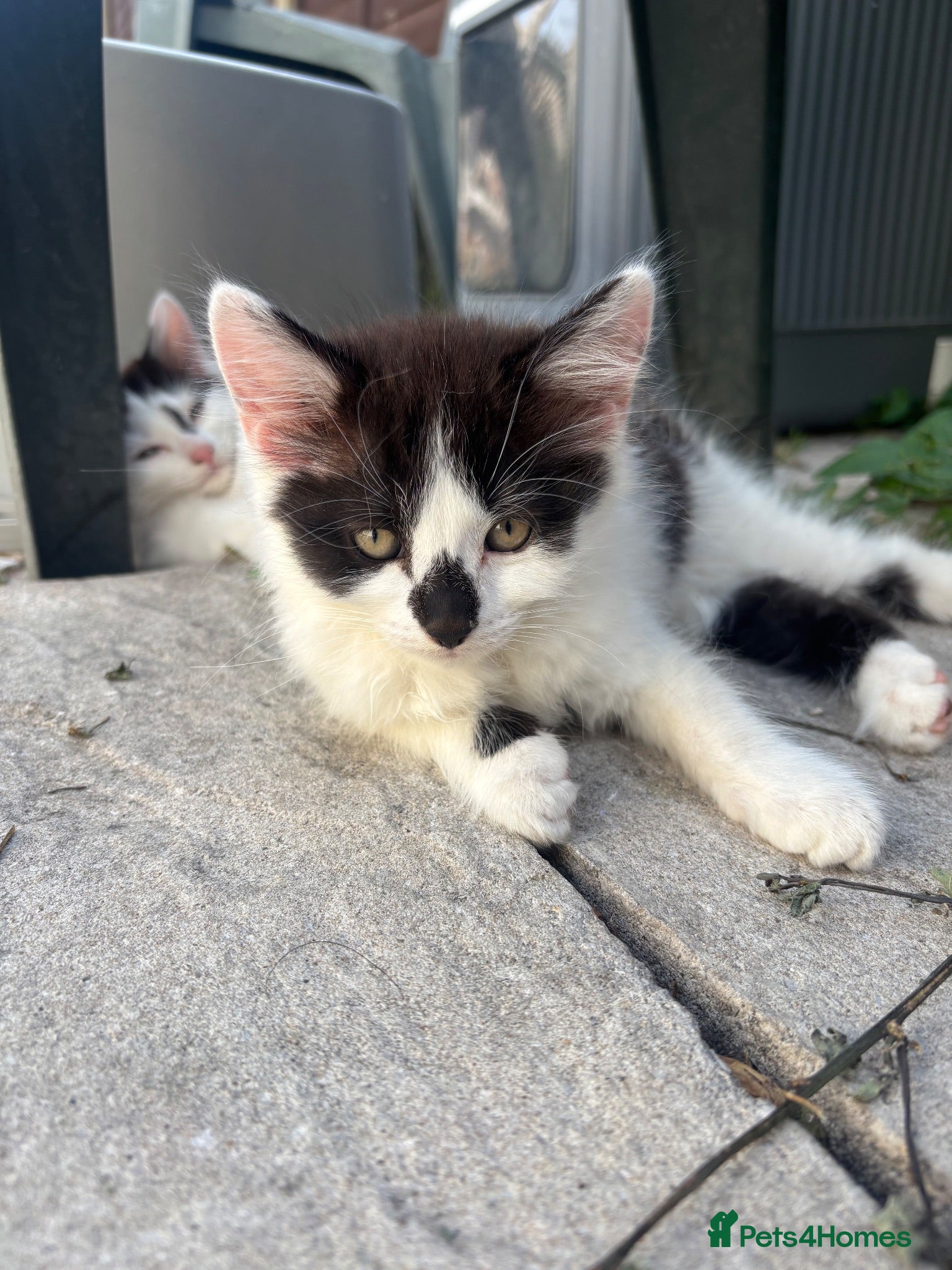 Turkish Angora cats Smudge ready to find a loving home  - Advert 1