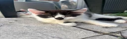 Turkish Angora cats for sale: Smudge ready to find a loving home  - Advert 3