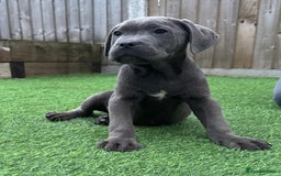Cane Corso dogs for sale: Ready to leave - Image 2