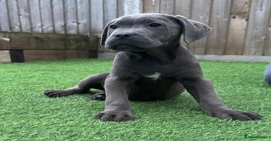 Cane Corso dogs - Advert 12
