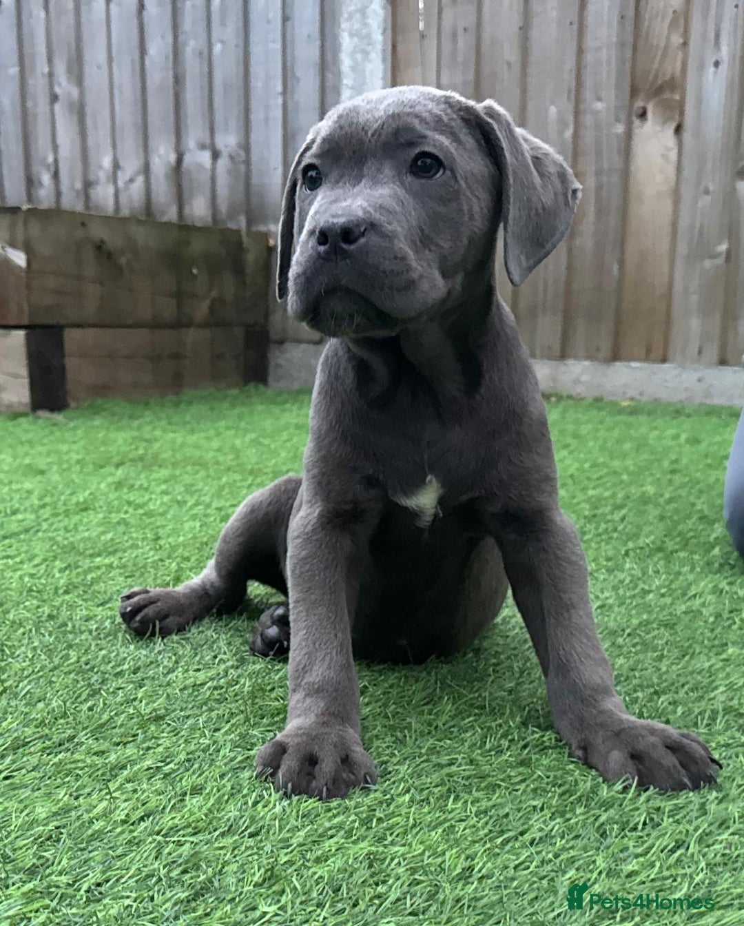 Cane Corso dogs for sale: Ready to leave - Image 2