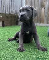 Cane Corso dogs - Advert 5