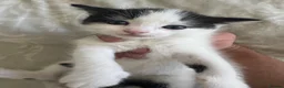 Domestic Shorthair cats for sale: Kittens for sale  - Advert 3