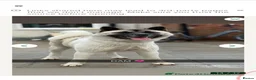 Akita dogs for sale: MR S H  in Halifax - Advert 2