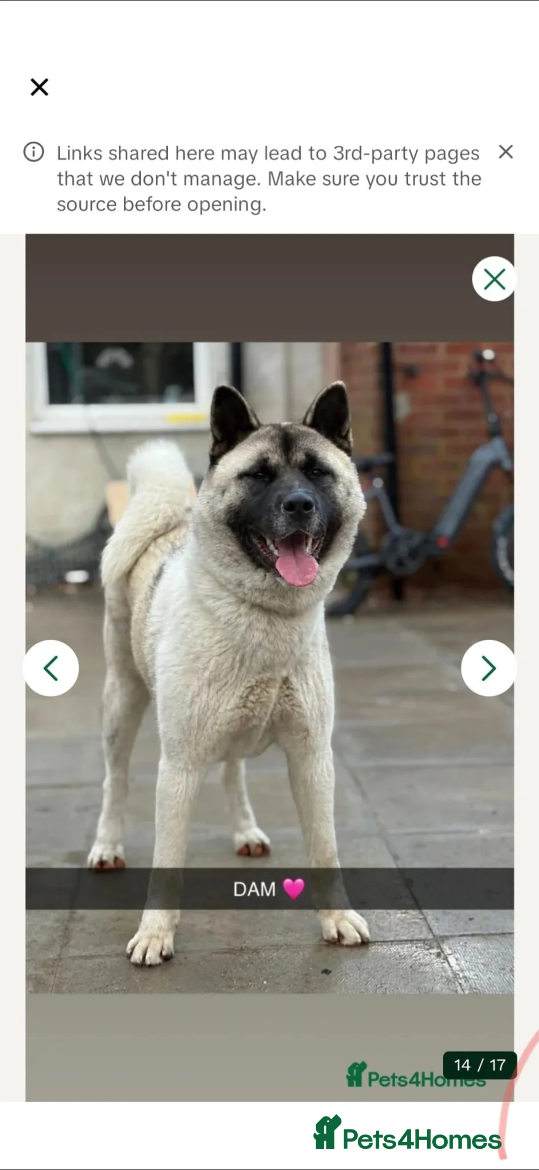 Akita dogs for sale: MR S H  in Halifax - Advert 2