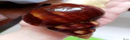 Snails invertebrates for sale: Baby giant African land snails in Worcester - Advert 9