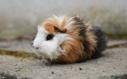 Guinea Pig rodents for sale: 9 Month Old Male Guinea Pigs Looking For Homes in Wigan - Image 12