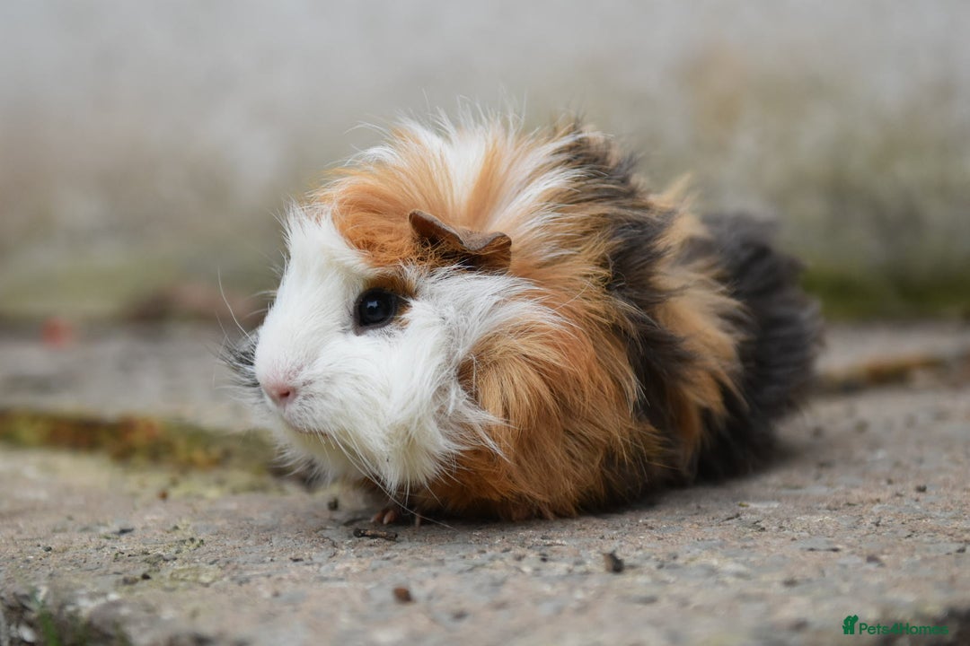 Guinea Pig rodents for sale: 9 Month Old Male Guinea Pigs Looking For Homes in Wigan - Image 12
