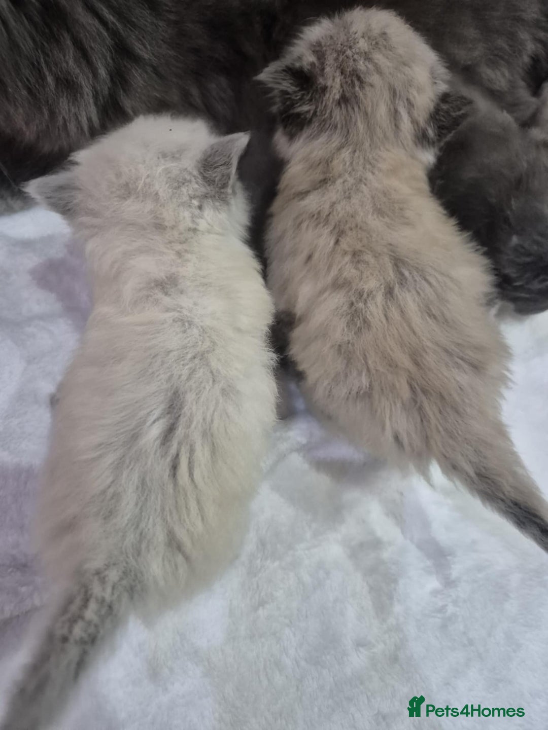Ragdoll cats for sale: 4 ragdolls ready to leave now  - Image 16