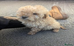 Cockapoo dogs for sale: Cockapoo puppies  - Image 1