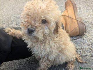 Cockapoo dogs - Advert 13