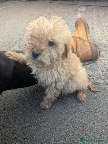 Cockapoo dogs - Advert 10