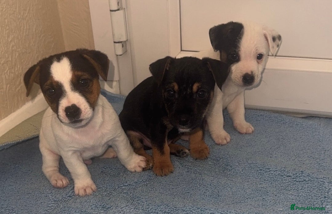 Jack Russell dogs for sale: Minituare short haired jack Russell’s ready now - Advert 7
