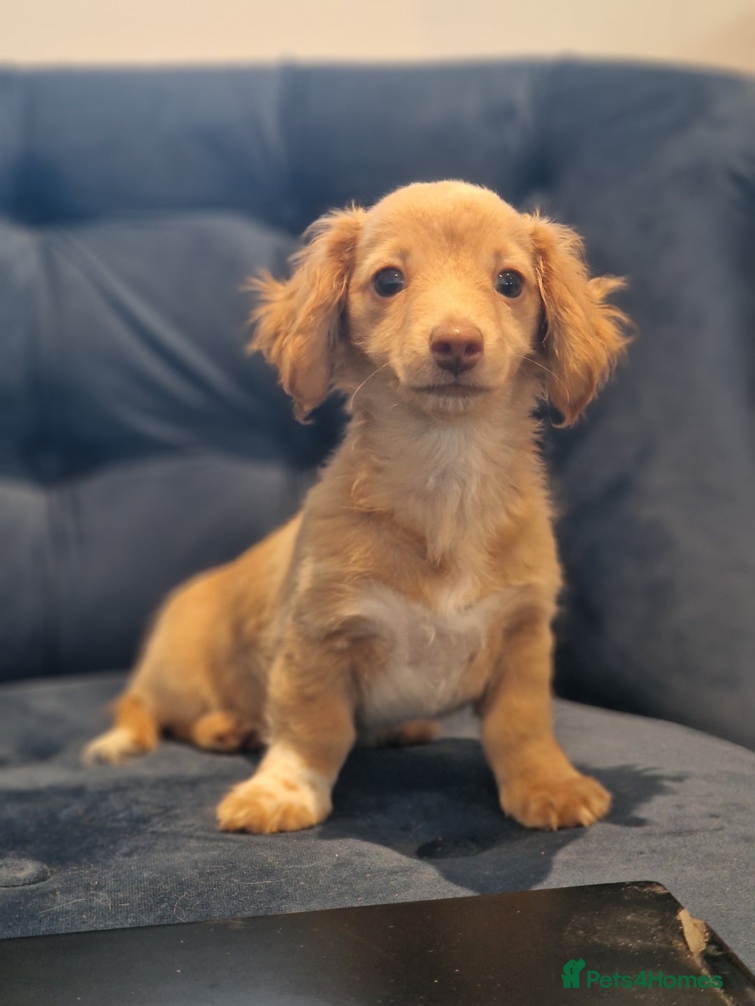 Miniature Dachshund dogs for sale: Cream Mini longhair Dachshund - Image 10