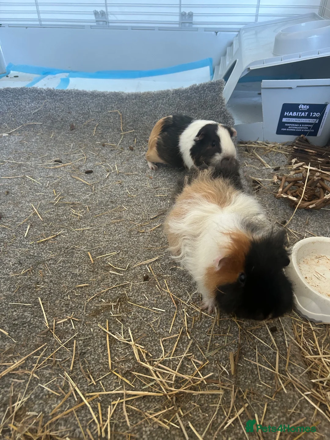 Guinea Pig rodents for sale: Guinea pigs pair in Newcastle upon Tyne - Advert 3