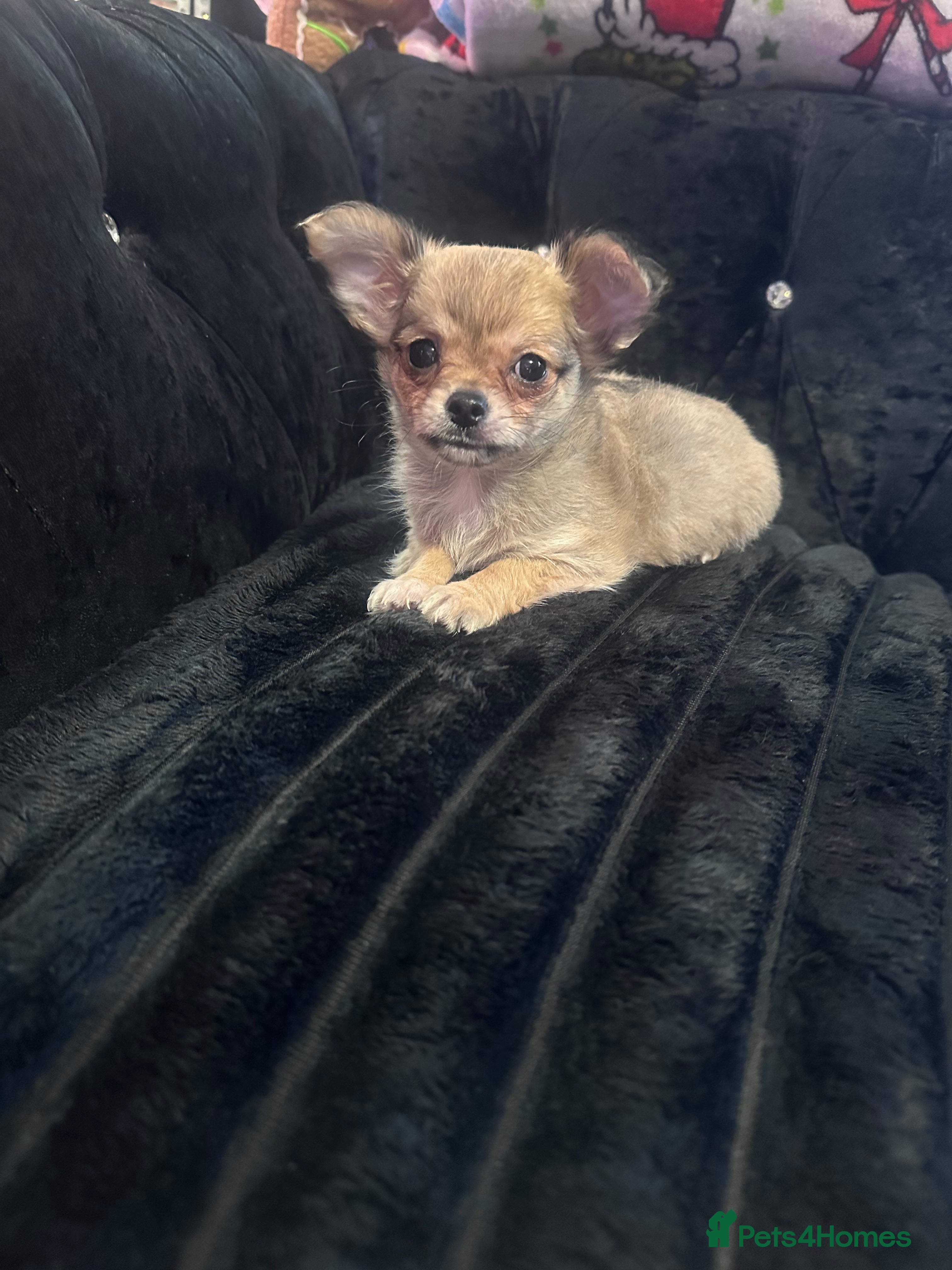 Chihuahua dogs 3 beautiful chihuahua puppy’s - Advert 1