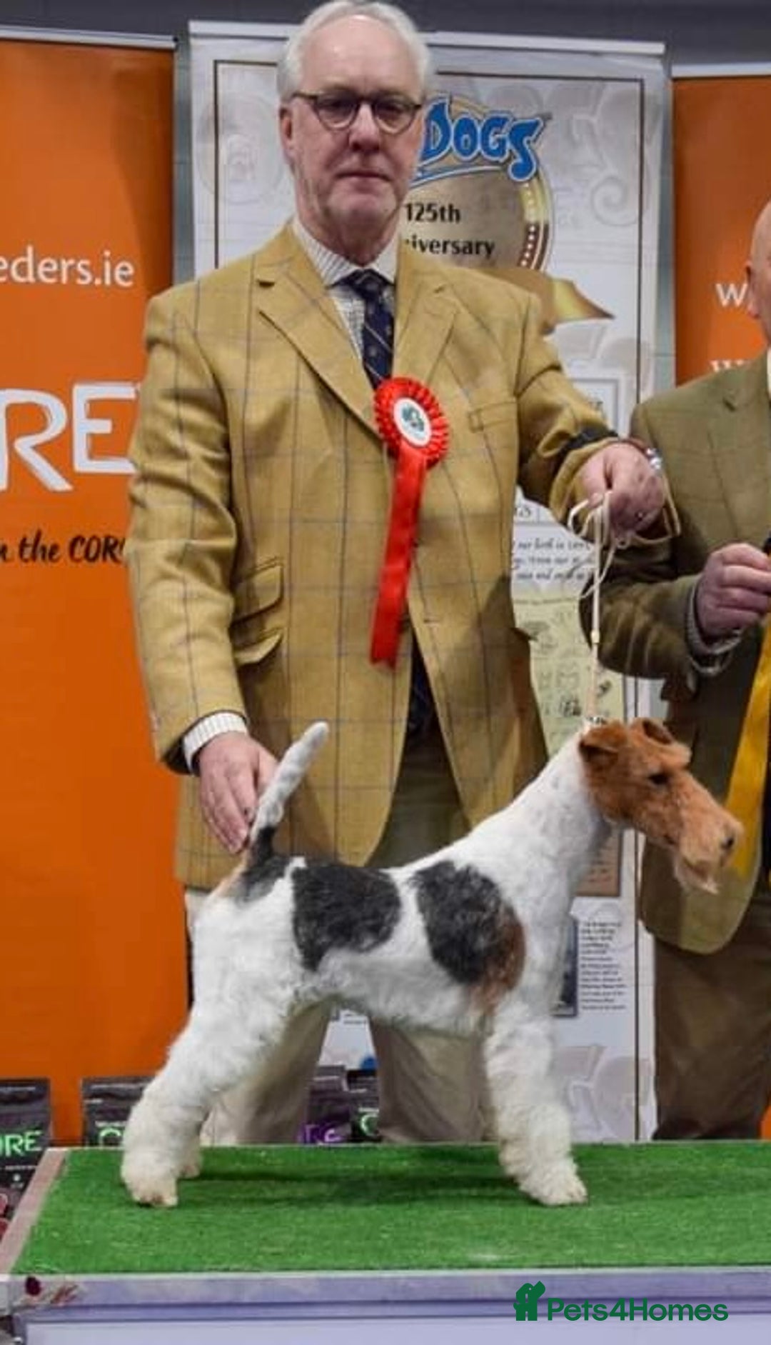 Fox Terrier dogs for sale: Beautiful stunning show standard Wire Fox Terrier - Advert 1