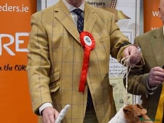 Fox Terrier dogs for sale: Beautiful stunning show standard Wire Fox Terrier - Advert 1