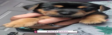Jackshund 1