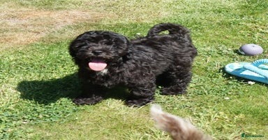Cockapoo dogs - Advert 8