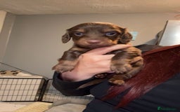Dachshund dogs for sale: Long haired dachshund  - Image 1