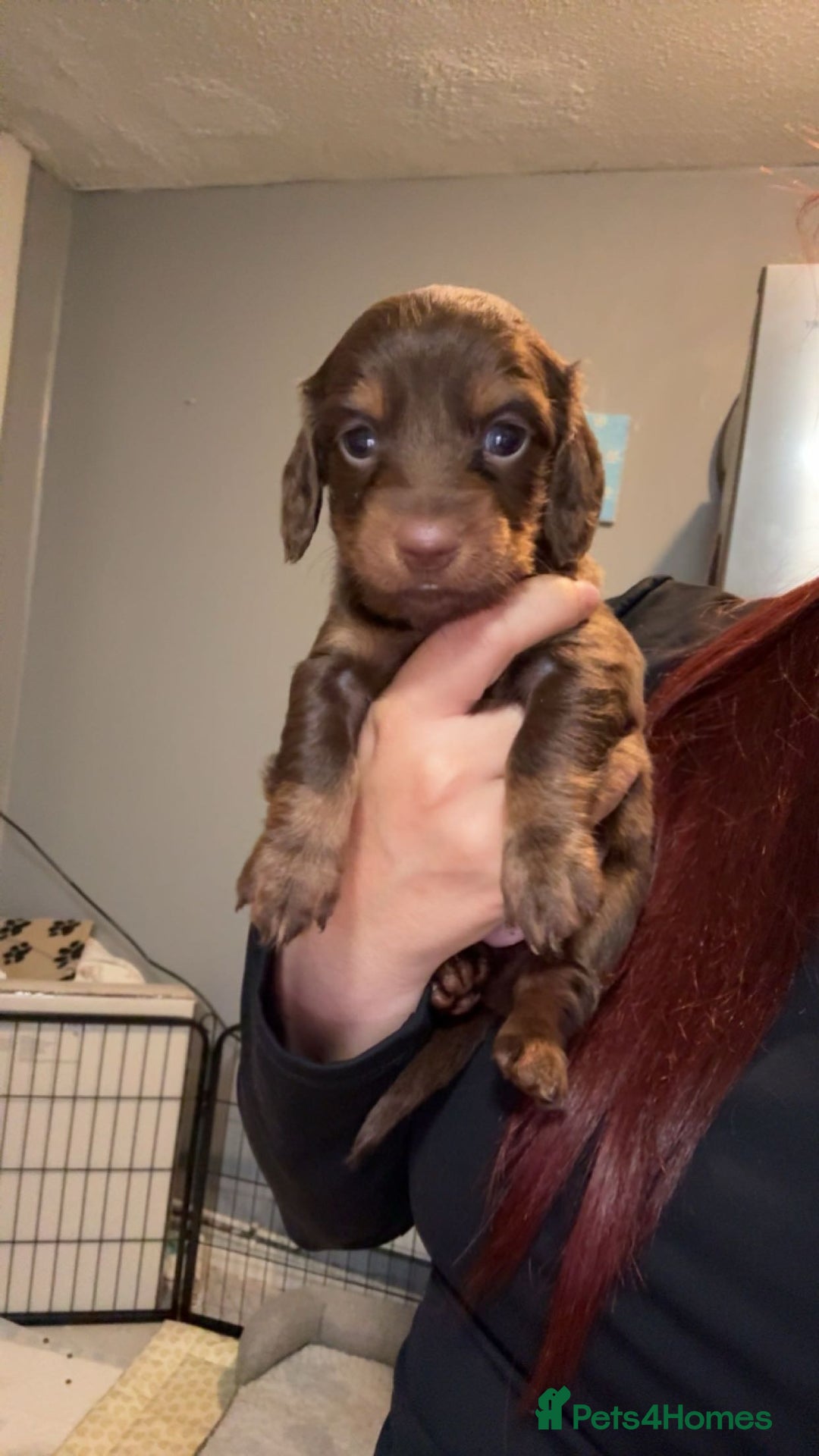 Dachshund dogs for sale: Long haired dachshund  - Image 1