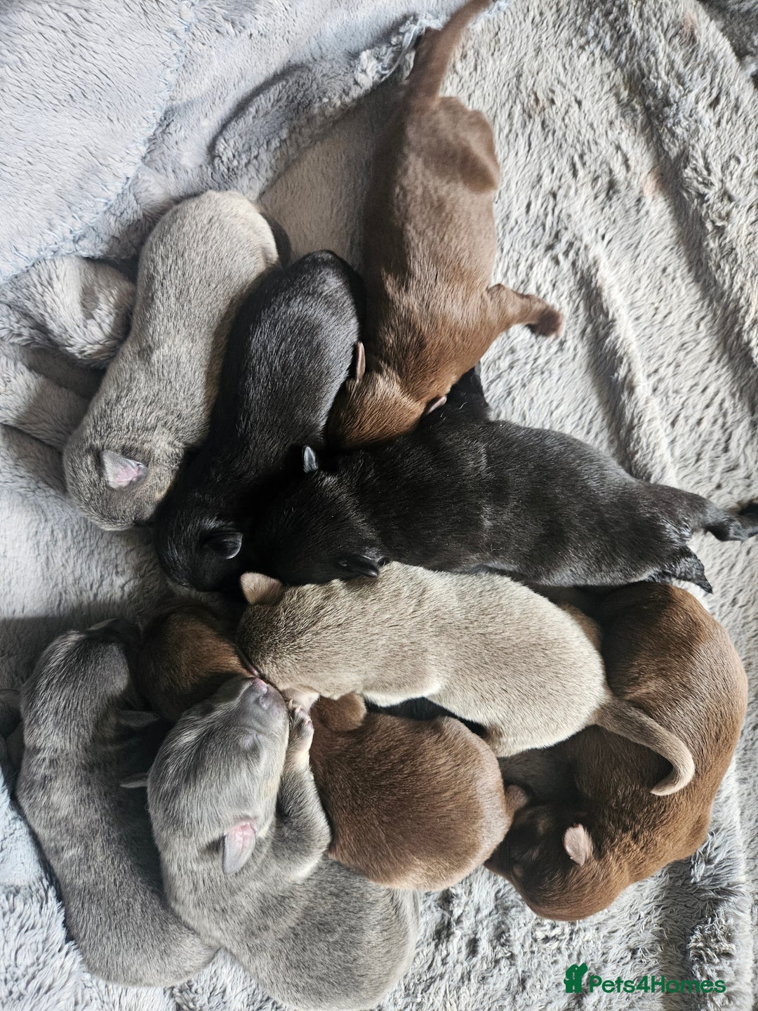 Mixed Breed dogs for sale: 9 beautiful dachshund cross poms - Image 25