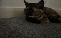 British Shorthair cats for sale: Beautiful kittens for sale British shorthair cross - Image 5