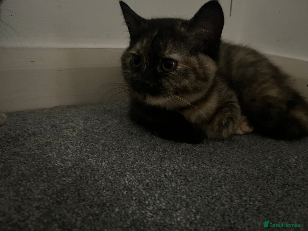 British Shorthair cats for sale: Beautiful kittens for sale British shorthair cross - Image 5
