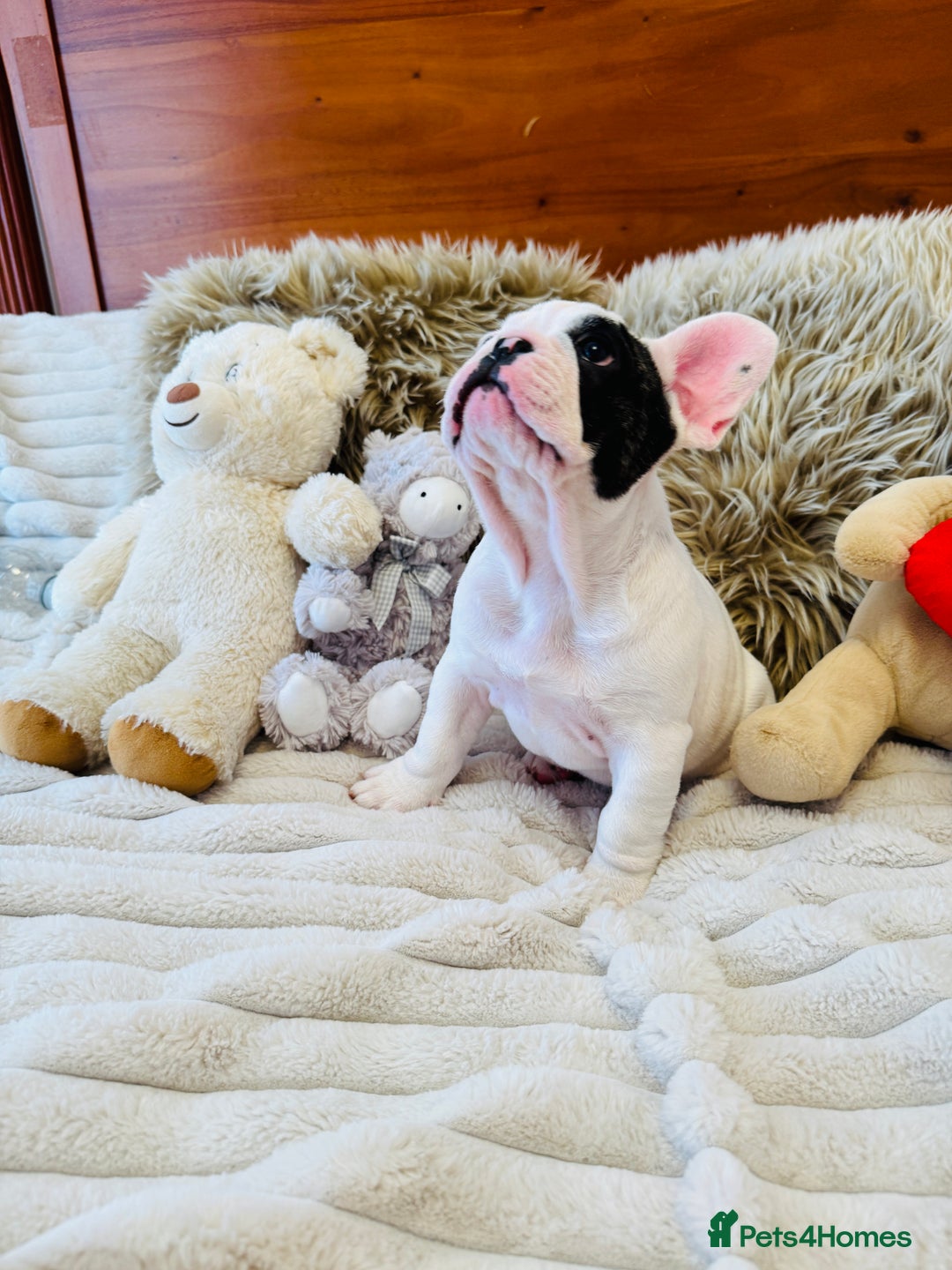 French Bulldog dogs for sale: 🏆KC registered, Standard French Bulldog Puppies🏆 - Image 5