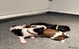 Cavapoo dogs for sale: HOME RAISED STUNNING TRI-COLOUR CAVAPOOS  - Image 3