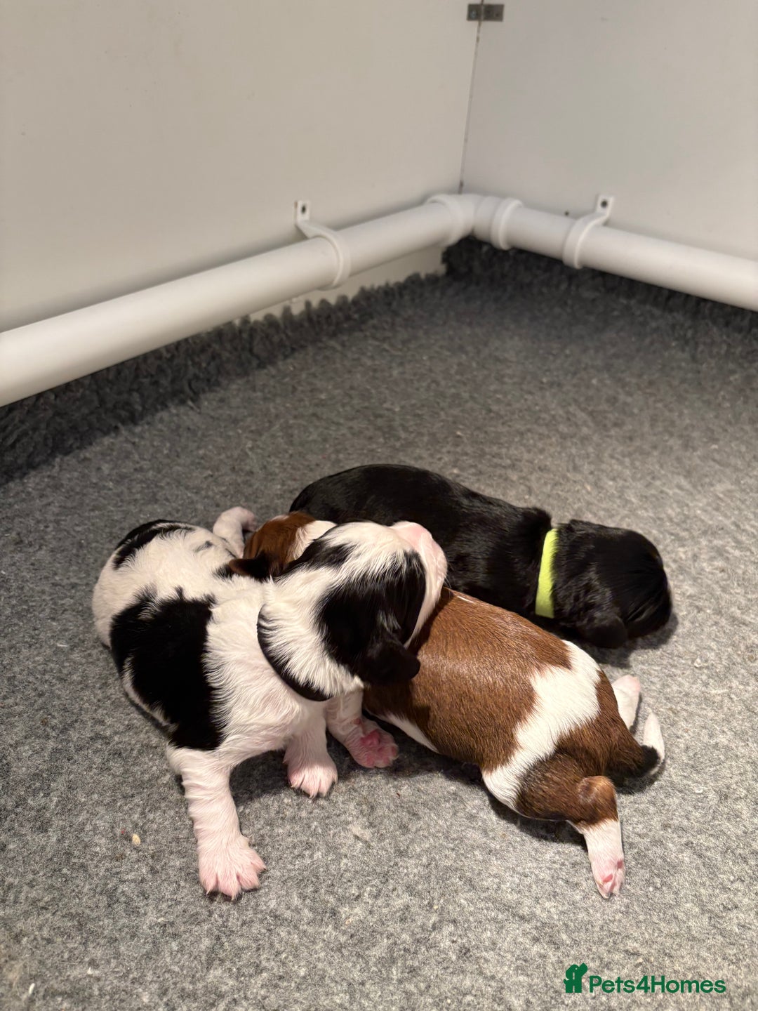 Cavapoo dogs for sale: HOME RAISED STUNNING TRI-COLOUR CAVAPOOS  - Image 3