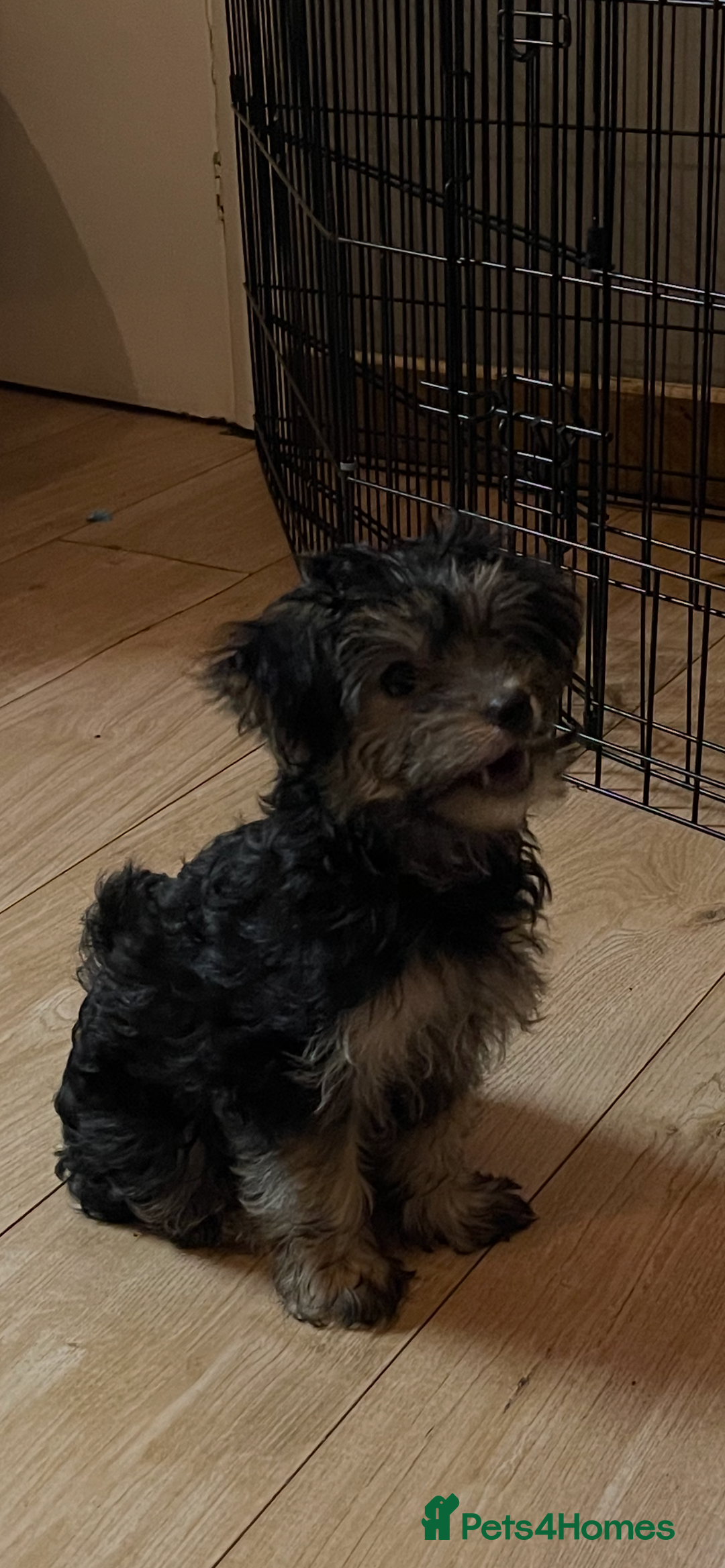 Mixed Breed dogs for sale: Adorable Morkie Poo puppies - Advert 23
