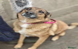 Mixed Breed dogs for adoption: 💖🐶 LARA 🐶💖 - Image 29