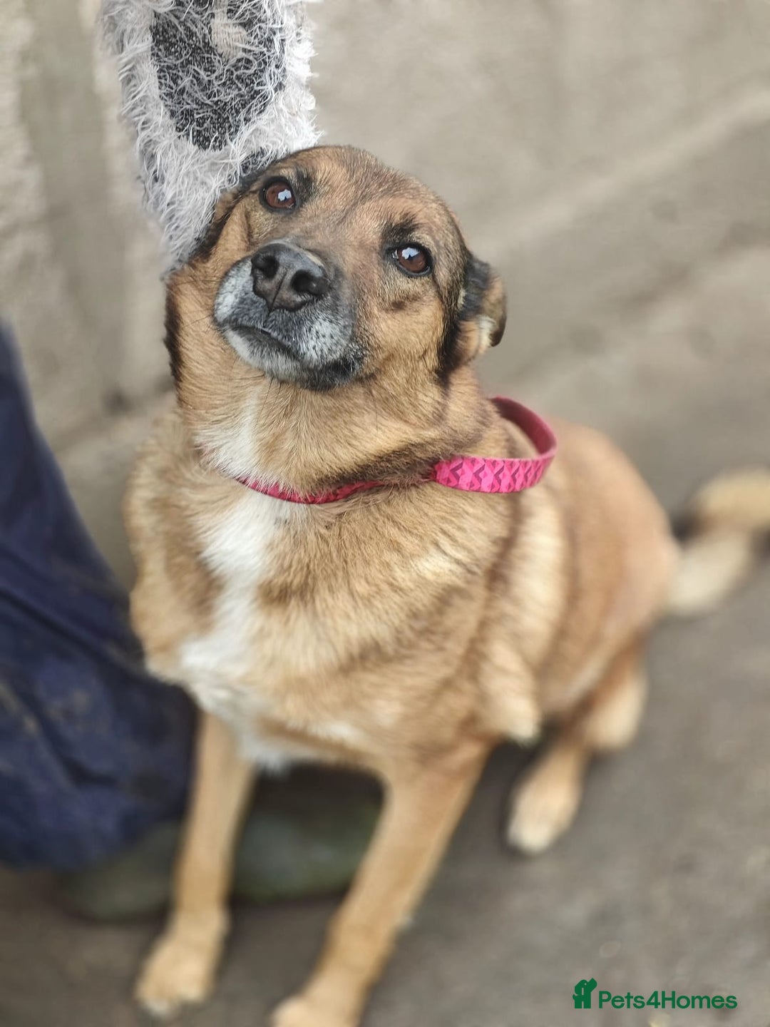 Mixed Breed dogs for adoption: 💖🐶 LARA 🐶💖 - Image 29