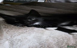 Mixed Breed cats for sale: Friendly playful kittens ready to find thier new  - Image 9