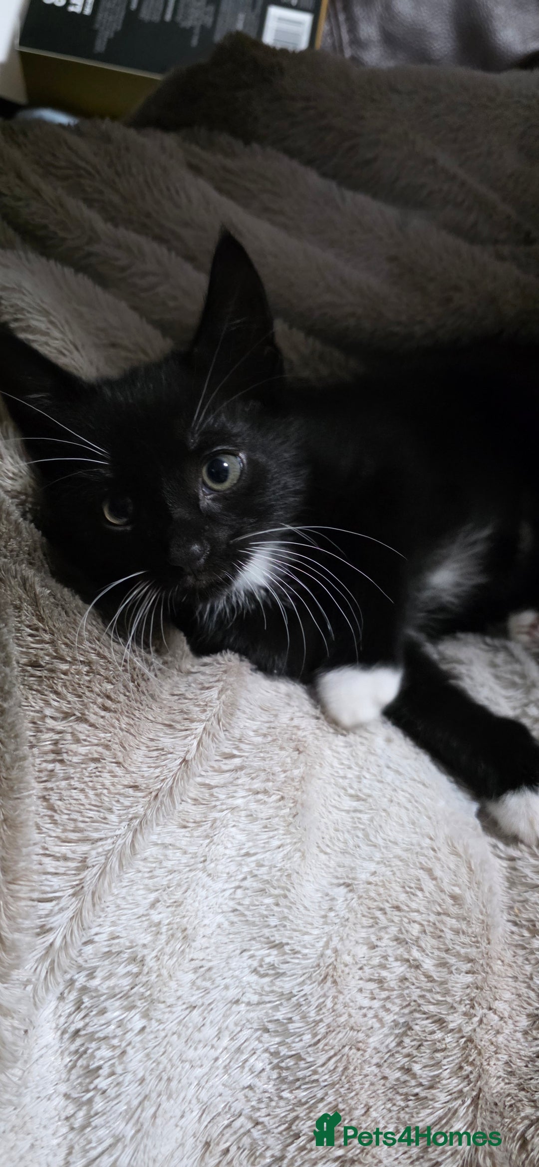 Mixed Breed cats for sale: Friendly playful kittens ready to find thier new  - Image 9