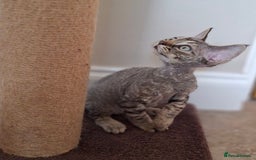 Devon Rex cats for sale: Devon Rex Kittens  - Image 2