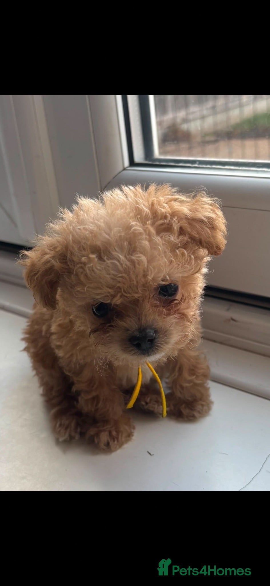 Maltipoo dogs Asian tiny x-small multipoo puppies  - Advert 1