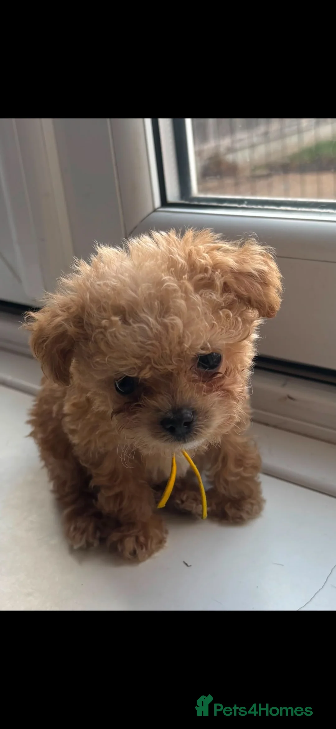 Maltipoo dogs for sale: Asian tiny x-small multipoo puppies  - Advert 1