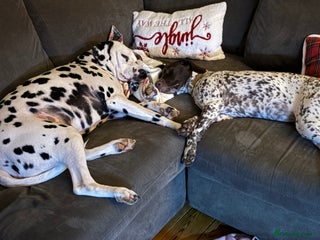 Mixed Breed dogs Rehoming - Advert 6