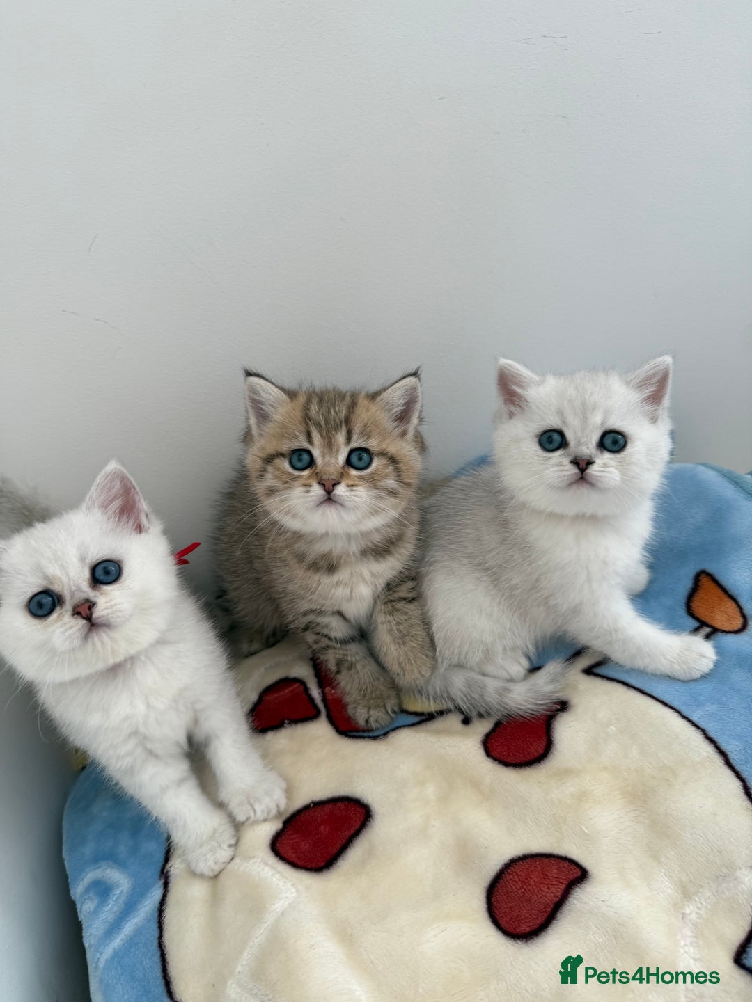 British Shorthair cats for sale: GCCF 🏆 British shorthair kitten🏆 - Image 1