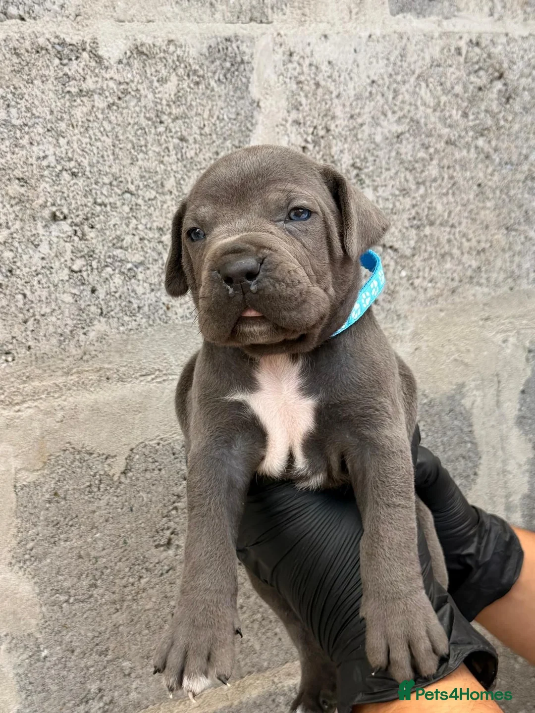 Cane Corso dogs for sale: Pure Cane Corso Puppies - 5⭐ Homes Only - Advert 1