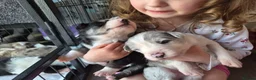 Mixed Breed dogs for sale: Beardie border x puppies - Advert 26
