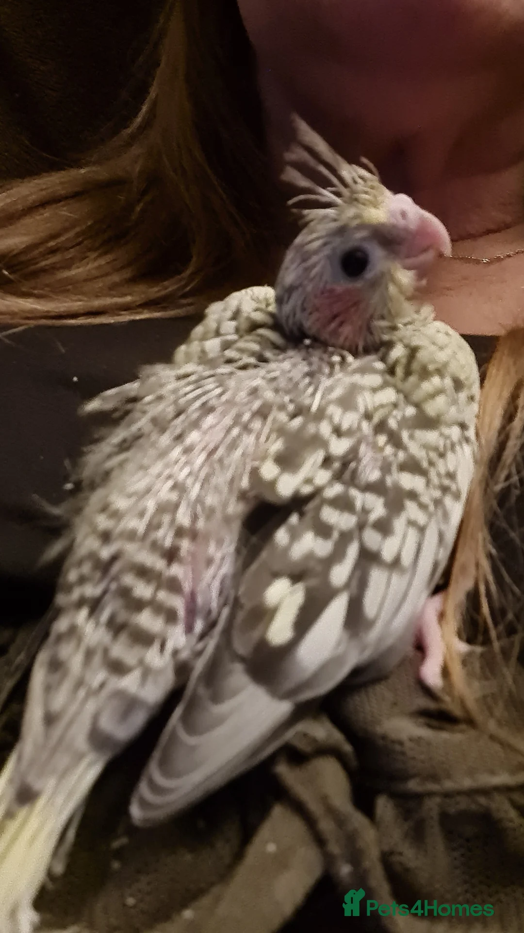 Cockatiels birds for sale: Gorgeous baby cockatiels  - Advert 14