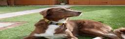 Mixed Breed dogs for sale: Lovely Gem needs her family  in Aldershot - Advert 2