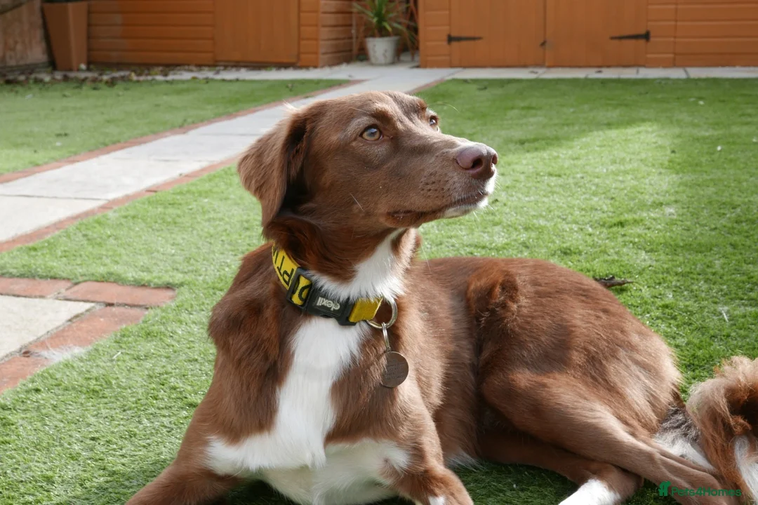 Mixed Breed dogs for sale: Lovely Gem needs her family  in Aldershot - Advert 2