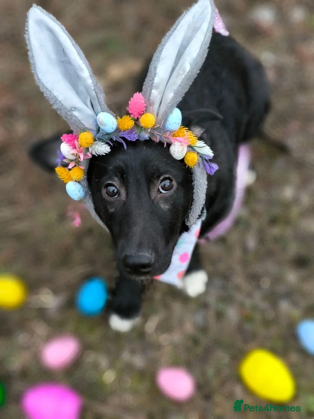 Mixed Breed dogs for adoption: ❤️🐶 MASHA – NOT FIRST TO RUN, FIRST TO LOVE 🐶❤️ - Advert 2